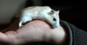 How a hamster helped Spread the Gospel!